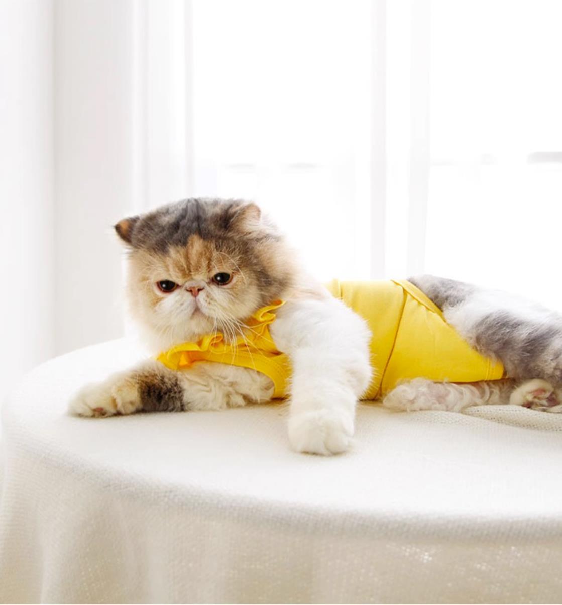 Sweet Cat Recovery Suit
