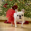 Red Christmas Dog Tutu Skirt (XS)