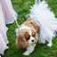 White Bridal Dog Tutu Skirt (XS)