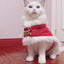 Merry Christmas Pets Beautiful Clothes