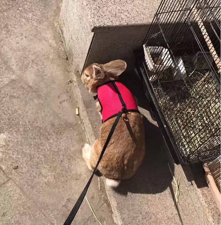 Pet Pawsome Nylon Leash: The Perfect Traction Belt For Small Fur Babies!