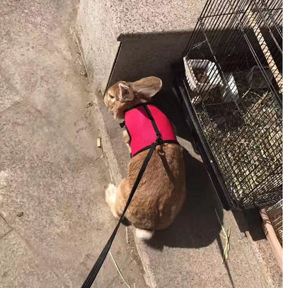 Pet Pawsome Nylon Leash: The Perfect Traction Belt For Small Fur Babies!