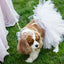White Bridal Dog Tutu Skirt (XS)