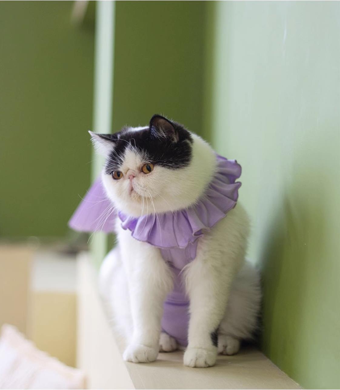 Sweet Cat Recovery Suit